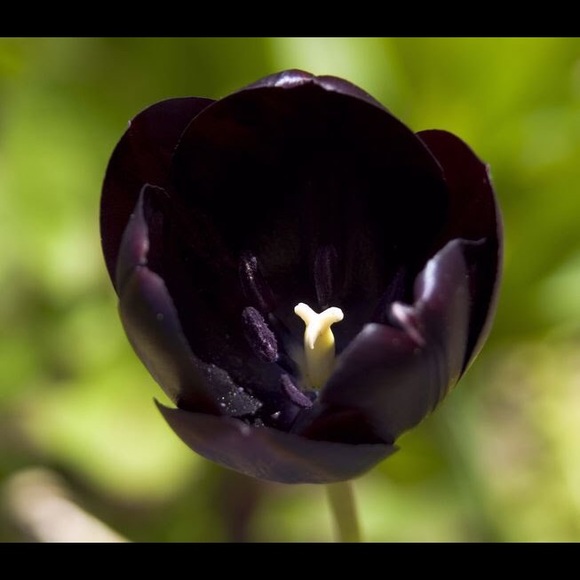 Meet your Posher - Picture 1 of 1